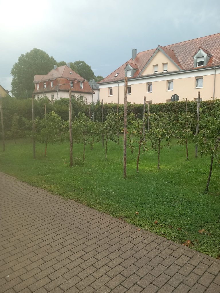 Obstgarten mit jungen Birnbäumen und gepflegtem Rasen, Grünanlagenpflege am Bildungshaus St. Bernhard
